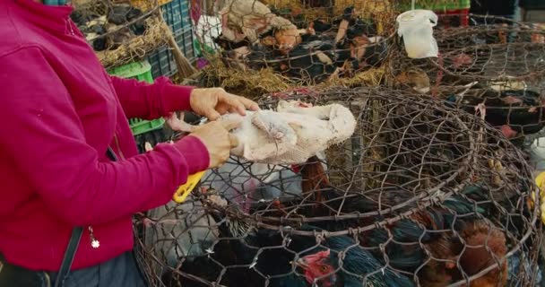 A nő eltávolítja a madártollakat egy madárról, amelyet eladásra kínálnak libapiacon élő madarakat, csirkéket, libákat, kacsákat, friss húst árul egy ázsiai turistaváros utcai piacán.. — Stock videók