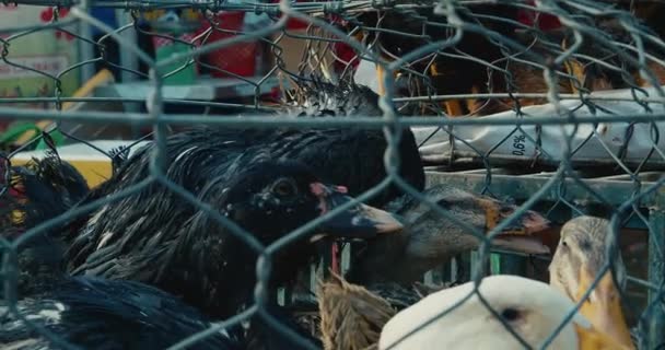 시장에 있는 우리에 살아 있는 살아 있는 가금류는 닭, 거위, 오리, 아시아 관광 도시의 거리 시장에서 판매되는 신선 한 고기로 식용으로 팔리고 있다. — 비디오