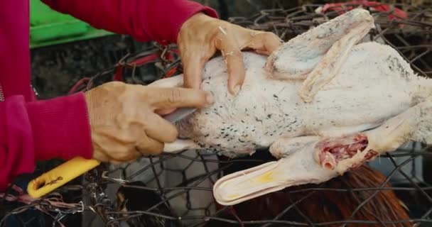 Mulher remove penas de pássaro de um pássaro que está à venda para comer um ganso Mercado de venda de aves vivas galinhas, gansos, patos, carne fresca para venda em um mercado de rua na cidade turística da Ásia. — Vídeo de Stock