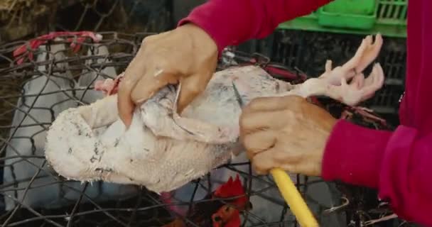 Kobieta usuwa ptasie pióra z ptaka, który jest na sprzedaż do jedzenia gęsi Market sprzedaje żywe ptaki kurczaki, gęsi, kaczki, świeże mięso na sprzedaż na targu ulicznym w turystycznym mieście Azji. — Wideo stockowe