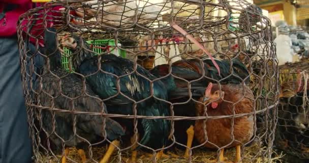 관광 도시 아시아 의 거리 시장에서는 신선 한 고기를 팔고 있다. 여자들은 닭, 거위, 오리, 신선 한 고기를 먹기 위해 살아 있는 새들을 판매 한다. — 비디오