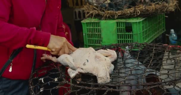 Femme enlève plumes d'oiseaux d'un oiseau qui est à vendre pour manger une oie Marché de vente d'oiseaux vivants poulets, oies, canards, viande fraîche à vendre dans un marché de rue dans la ville touristique de l'Asie. — Video