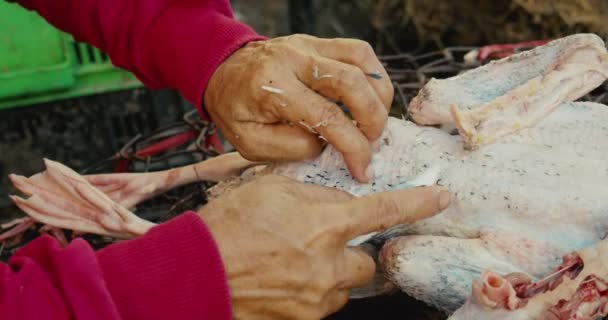 Vrouw verwijdert vogelveren van een vogel die te koop is voor het eten van een ganzenmarkt met levende vogels kippen, ganzen, eenden, vers vlees te koop in een straatmarkt in de toeristische stad Azië. — Stockvideo