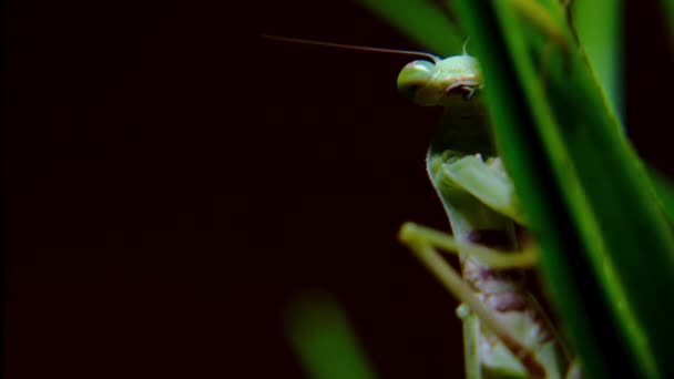 Une mante religieuse pendant une chasse nocturne, un gros plan doux d'une mante religieuse vietnamienne pendue à une tige d'herbe verte se préparant à attaquer sa proie. — Video