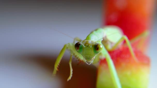 Un suave primer plano de una mantis religiosa vietnamita colgando de un tallo de hierba verde preparándose para atacar a su presa. Una mantis religiosa femenina durante una cacería nocturna. — Vídeo de stock
