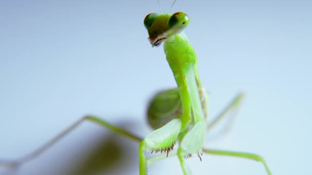 Portrait of a female praying mantis while hunting against a white background, soft close-up shot of a Vietnamese praying mantis dangling from a stem of green grass, preparing to attack its prey. — Stock Video