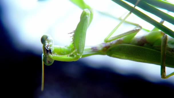 Porträtt av en kvinnlig bedjande mantis under jakt mot en vit bakgrund, mjuk närbild av en vietnamesisk bedjande mantis dinglar från en stam av grönt gräs, förbereder sig för att attackera sitt byte. — Stockvideo