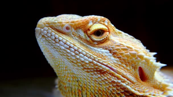 Portrét leguána. Extrémní detailní záběr ještěrky z Agamy. Pomalý záběr pohybujícího se oka chameleona. — Stock video