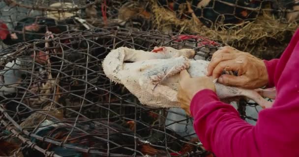산새, 기러기, 오리, 오리등을 파는 기러기 시장에서 판매되는 새의 새 깃털을 뽑는 여자, 아시아 관광 도시의 거리 시장에서 판매되는 신선 한 고기. — 비디오