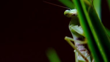 Gece avı sırasında dua eden dişi peygamber devesi. Bir Vietnamlı peygamberdevesinin avına saldırmaya hazırlanan yeşil otların sapından sarkan yumuşak bir görüntüsü..