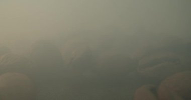 Kavrulmuş kahve çekirdeklerinin yakın çekim makrosu, kahve çekirdeklerini kavururken çıkan dumanın siyah bir anahtarla çekilmiştir. Aromatik Kahve Fasulyesi Konsepti.