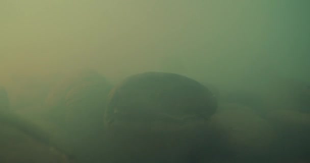 Close-up shot of roasting coffee beans, filmed in a dark key the smoke emanating from the roasting of coffee beans. The concept of Aromatic Coffee Beans. — Stock Video