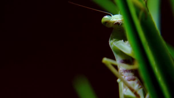 Una mantis religiosa femenina durante una cacería nocturna, un suave primer plano de una mantis religiosa vietnamita colgando de un tallo de hierba verde preparándose para atacar a su presa. — Vídeo de stock