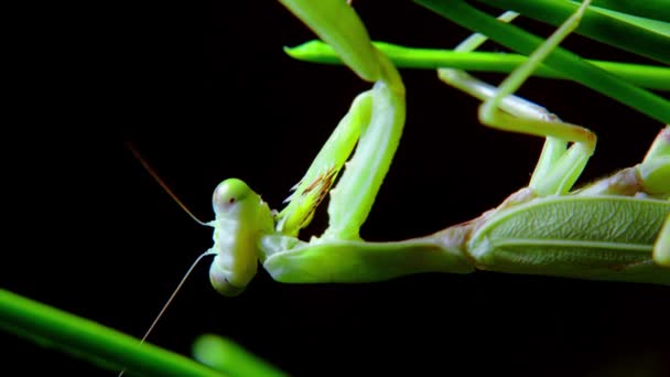 Una mantis religiosa femenina durante una cacería nocturna, un suave primer plano de una mantis religiosa vietnamita colgando de un tallo de hierba verde preparándose para atacar a su presa. — Vídeo de stock