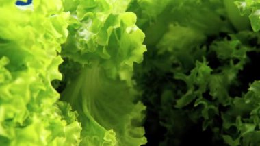 4k makro çerçeve mavi arka planda taze yeşil marul yaprakları arasında yavaşça hareket eden bir makro döşeme mükemmel tazelik. Sağlıklı gıda konsepti, sağlıklı yaşam tarzı, vejetaryen tatili.