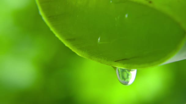 芦荟凝胶紧贴在绿色的背景上。宏观透镜芦荟果汁从叶子上滴下。植物上的水滴。自然护肤化妆品的概念。从芦荟叶子中提取精华. — 图库视频影像