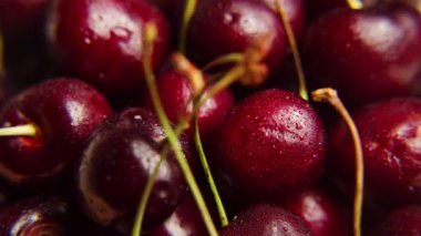 Taze sulu, ıslak, kırmızı kiraz rotasyonu. Tahta tezgahta taze kirazlar 360 tur yapar. Kuş kirazı. Döngü hareketi