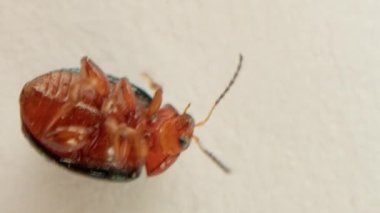 Uğur böceği ve uğur böceği sırt üstü yatar ve patilerinin üzerinde yuvarlanmaya çalışırlar..