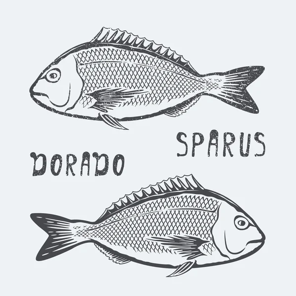 Ilustração vetorial Dorado sparus —  Vetores de Stock