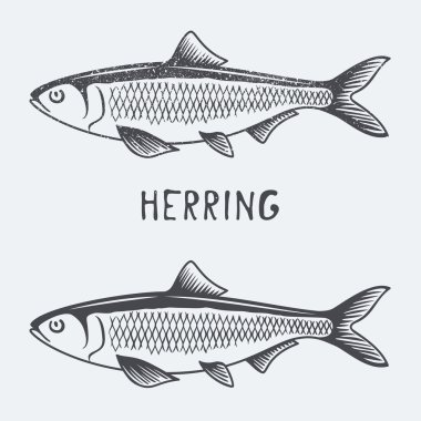 herring vector illustration clipart