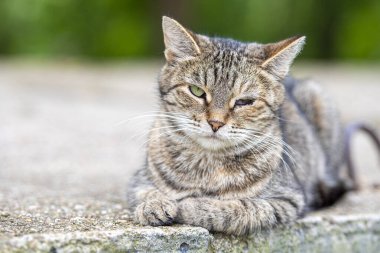 Gözü yaralı evsiz sokak kedisi, yüzünde açık yarası olan üzgün kedi.