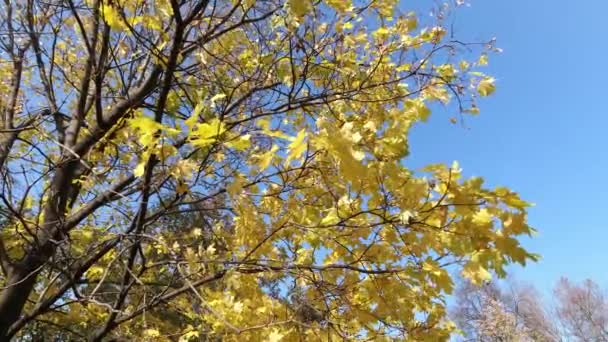 Який Вітер Під Час Осіннього Сонячного Дня Жовте Осіннє Дерево — стокове відео