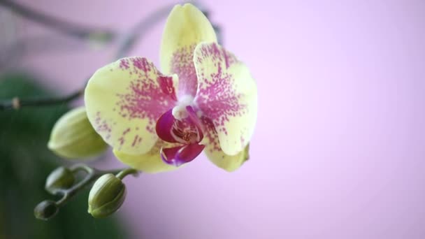 Blooming orchid flower with water drops. Pink orchid. Video HD