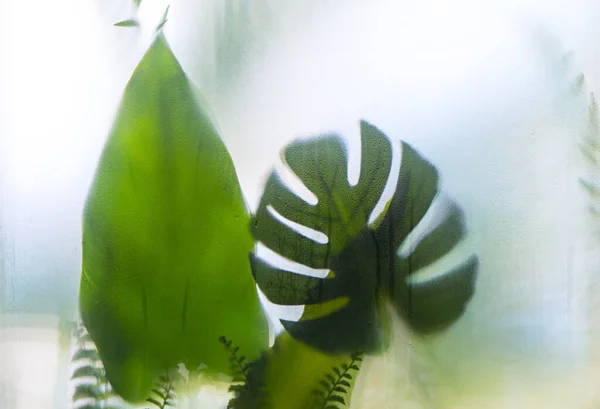 Monstera Ház Növény Díszítésére Üvegház Mellett Üveg Vízcseppek Kondenzátor — Stock Fotó