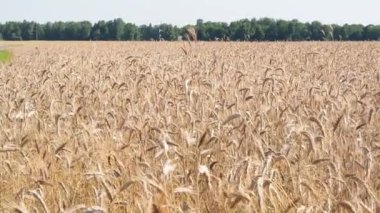 Olgunlaşan buğdayın panoramik görüntüsü. Çiftçi tarlalarında olgunlaşmış buğday kulakları. Rüzgarlı bir günde çavdar viskisi. Video 4k çözünürlüğü