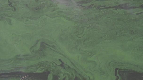 Vuile Groene Vervuiling Het Wateroppervlak Close Van Het Meer Met — Stockvideo