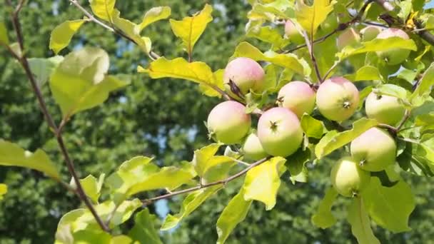 夏の暖かい日の間に庭でリンゴの実 リンゴの木 ビデオ4K解像度の枝のクローズアップ — ストック動画