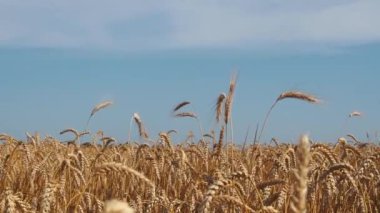 Olgunlaşan buğdayın panoramik görüntüsü. Çiftçi tarlalarında olgunlaşmış buğday kulakları. Rüzgarlı bir günde çavdar viskisi. Video 4k çözünürlüğü