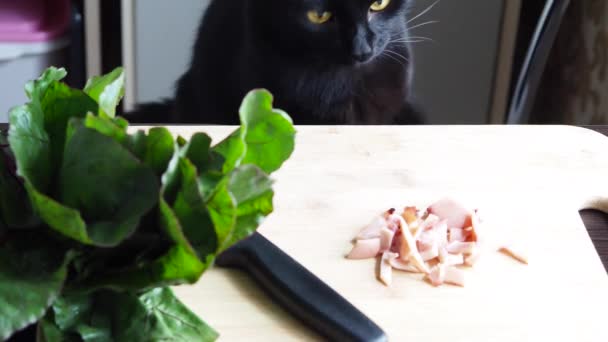 家畜の黒猫を盗むためにしようとすると キャッチ 台所のテーブルの上に食べ物 空腹の猫の足の食べ物で触れる ビデオ4K解像度 — ストック動画