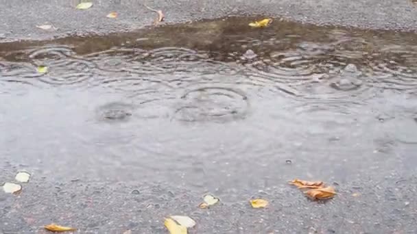市内の雨の間に泡と水たまりのクローズアップ ぬれた道 ビデオ4K — ストック動画