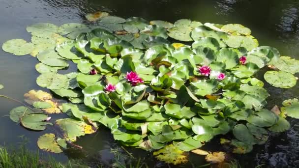 Thailand Field Lotus Water Lilies Lake Sunny Summer Day Video — Stock Video