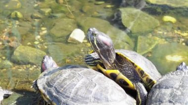 Gölet kaydırağı ya da kırmızı kulaklı kaplumbağa. Kırmızı kulaklı kaplumbağanın yakın çekimi. Göldeki bir grup vahşi kaplumbağa. Video 4k çözünürlüğü
