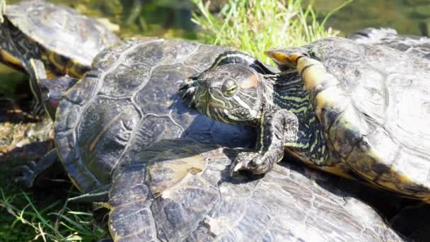 홍관조 거북이다 거북의 사진입니다 호수에 비디오 해상도 — 비디오