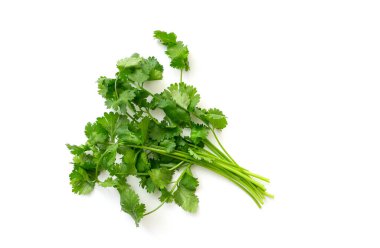 Bir grup yeşil Cilantro beyazda izole edilmiş. Cilantro ya da Kişniş Şubesi, üst görünüm