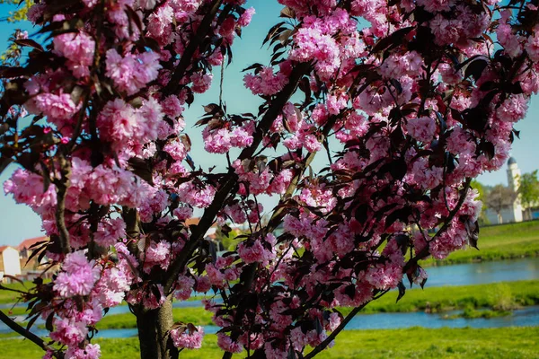 Flores Sakura Flor Mukachevo Ucrania Primavera — Foto de Stock