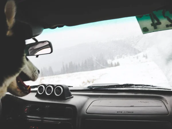 Wycieczka Samochodem Offroad Przez Ukraińskich Karpat Zimie Widok Okna Husky — Zdjęcie stockowe