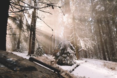 Kışın Ukrayna Karpatları 'ndan geçen off-road araba gezisi. Pencereden bak, Noel ağacı ve karlı yol. Dış keşif gezisi. Güzel güneş.