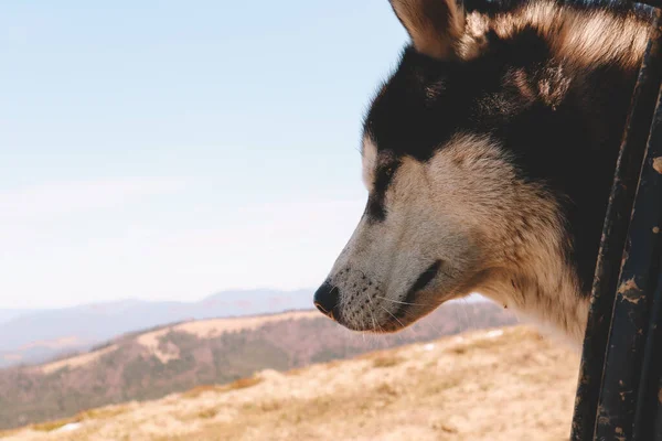 Cão Husky Siberiano Viaja Nas Montanhas Primavera Restos Neve Montanha — Fotografia de Stock