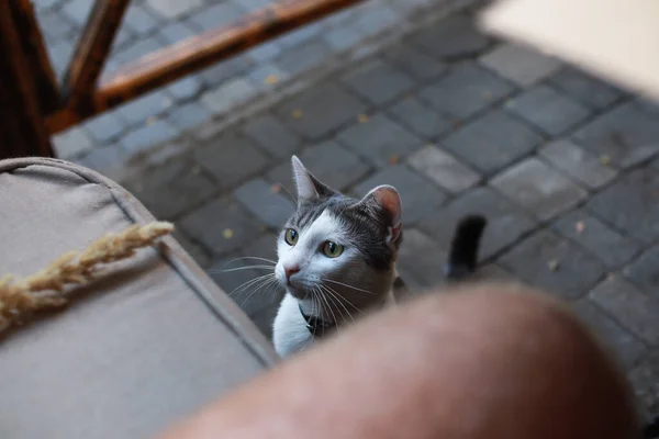 White street cat playing with cafe customers.