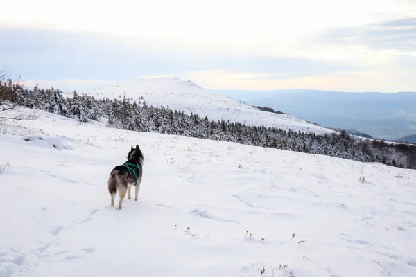 Husky Siberiano Blanco Negro Las Montañas Invierno Nieve Los Cárpatos — Foto de Stock