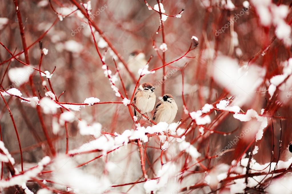 Sparrows on a branch in winter forest.