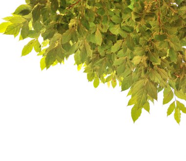 Beyaz arkaplanı olan yaprakları kapat