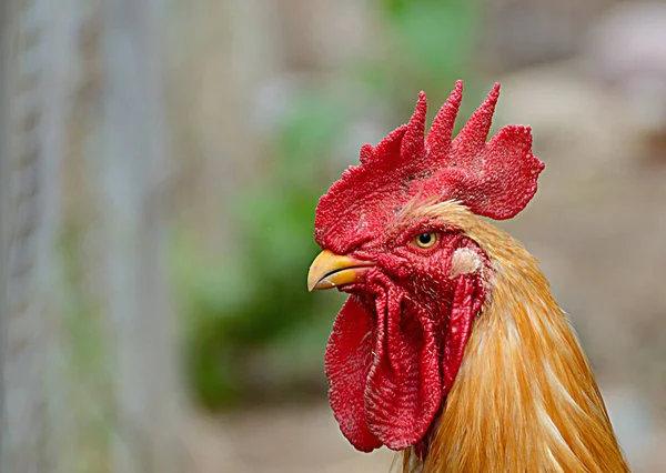 Primer Plano Cabeza Bantam Con Fondo Borroso —  Fotos de Stock