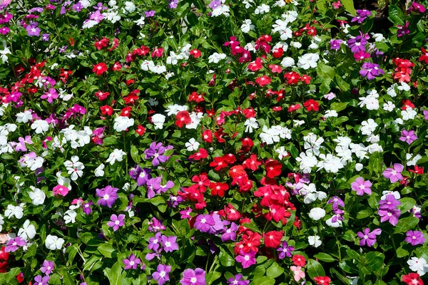 Bahçedeki ahşap çitin önünde renkli bir Vinca çiçeği grubu.