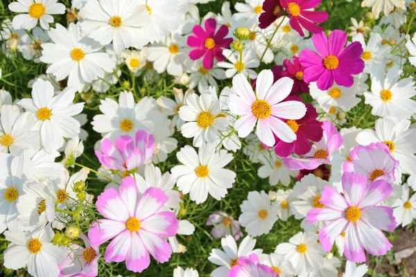 Nahaufnahme Gruppe Von Bunten Kosmos Blume Feld Mit Blättern Hintergrund — Stockfoto