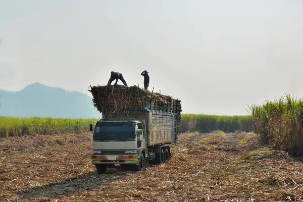 Trabalhadores Estão Classificando Árvores Caminhões Para Entregar Planta Com Fundo — Fotografia de Stock